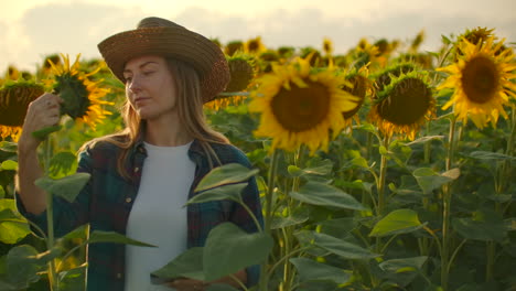 A-botanist-in-a-straw-hat-and-plaid-shirt-is-walking-on-a-field-with-a-lot-of-big-sunflowers-in-summer-day-and-writes-its-properties-to-her-tablet-for-scientific-article.